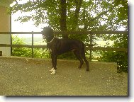 Dante Český Sirius