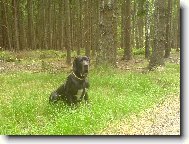 Dante Český Sirius