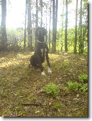 Dante Český Sirius