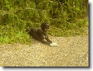 Dante Český Sirius