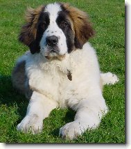 Elena Ruský medvěd - 4 měsíce