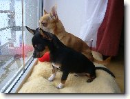 Celestýn a Valentýn