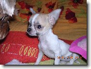 Čivavý slečna Májinka