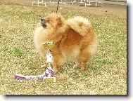 Německý špic malý - Aissi Sandiré