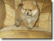 Německý špic malý - Flipp Sandiré