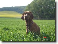 Bora z Labské Lhoty