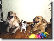 Společensto DAK (Dasty, Agnes, Kesi)