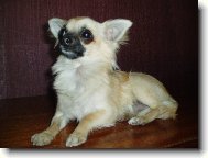 Jeles - Le od Vydří zátoky