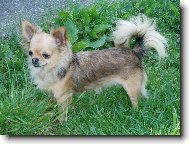 Beyla Svinovský pahorek