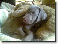 šestitýdenní miminko