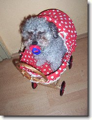 Barevný boloňský psík