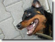 Sranda ? Přejde......