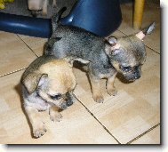 bráškové - 7 týdnů