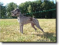 Jack z Josefovských Bud