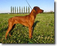 Alf Hanaho-nácvik na výstavu