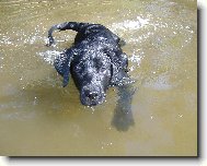 Sid (4 mesíce - 19,5 kilo)