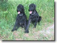 Cassi z Polabí Boner a Xclamation Bitt Box