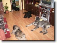 Knírači a pekinéz