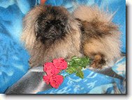 Bodie Onyxový diadém