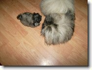 Bodie a Addie Plavá růže