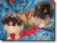 Comtessa Lotty z Usedlosti Újezdec a Addie Plavá růže