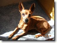 Tomíček mazlíček