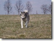 Naše malamutská krasavice Eibinka