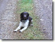 Hari z Vlasteckého vrchu "Briteček"