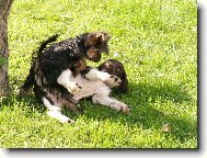 Hari z Vlasteckého vrchu " Briteček"