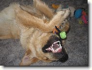 Můj 8iměsíční rošťák Jerry;)