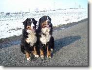 Iris Písecké hory a Brutus z Beskydských kopců