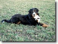 Brutus z Beskydských kopců