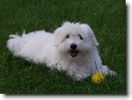 Brutus Chundelaté Kouzlo "Teddy"