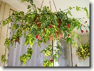 Mračňák v červnu