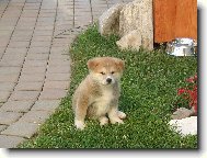 Budu hlídat jako můj táta