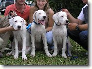 sourozenci Blanský les