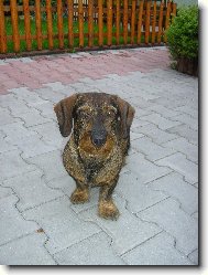 přítel,miláček dětí