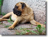 APOLLO BUARGA - GOLIÁŠ