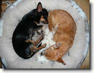 Kluci spolu v pelíšku