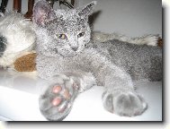 Albert - ležící odpočívající