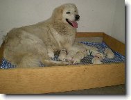 štěňátka s maminkou Nerkou