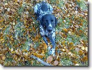 Německý krátkosrstý ohař DYK