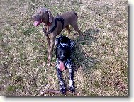 Dykýnek s Veguškou