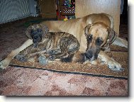 Agáta a Džinoušek