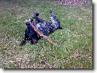 Dyk a jeho oblíbená hračka..