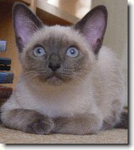 Casey, naše Siamské zlatíčko