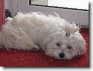 Náš psí miláček