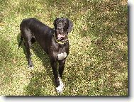 Dante Český Sirius