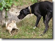 Dante a náš kocour