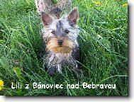 Lili vonku na prechádzke